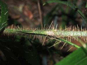 Calamus muelleri 1.jpg